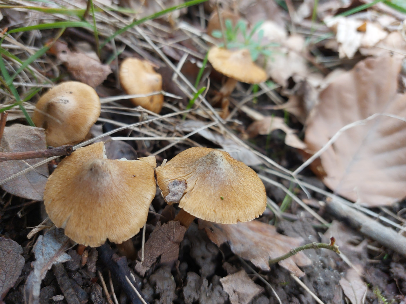 Photo byJesper Launder Pseudosperma flavellum sl. by Jesper Launder